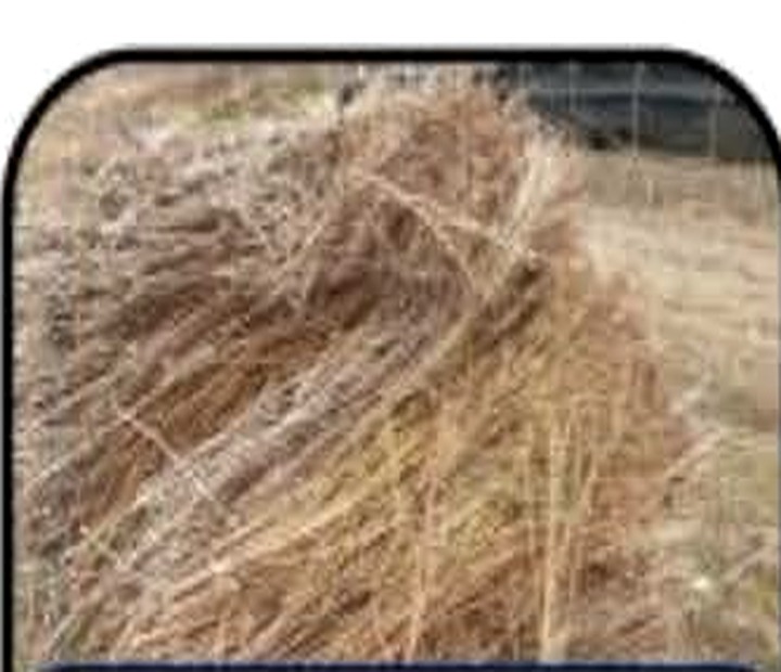 Published research figure photograph, 01 / FEEDSTOCK